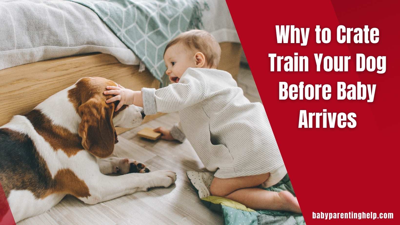 Why to Crate Train Your Dog Before Baby Arrives